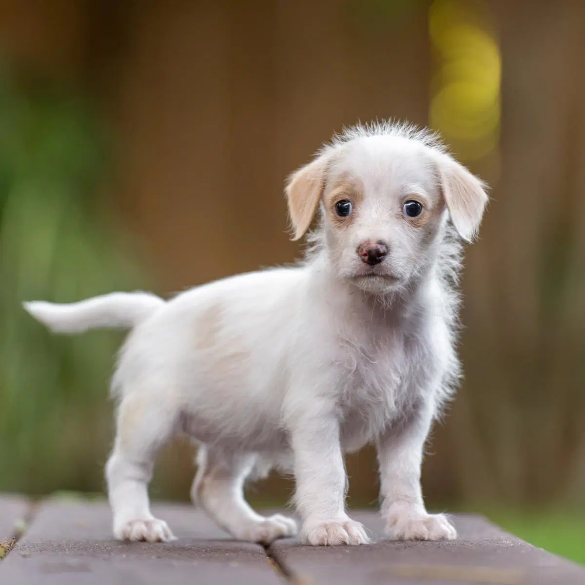 Noodle Pup - Penne - Wirehaired Fox Terrier