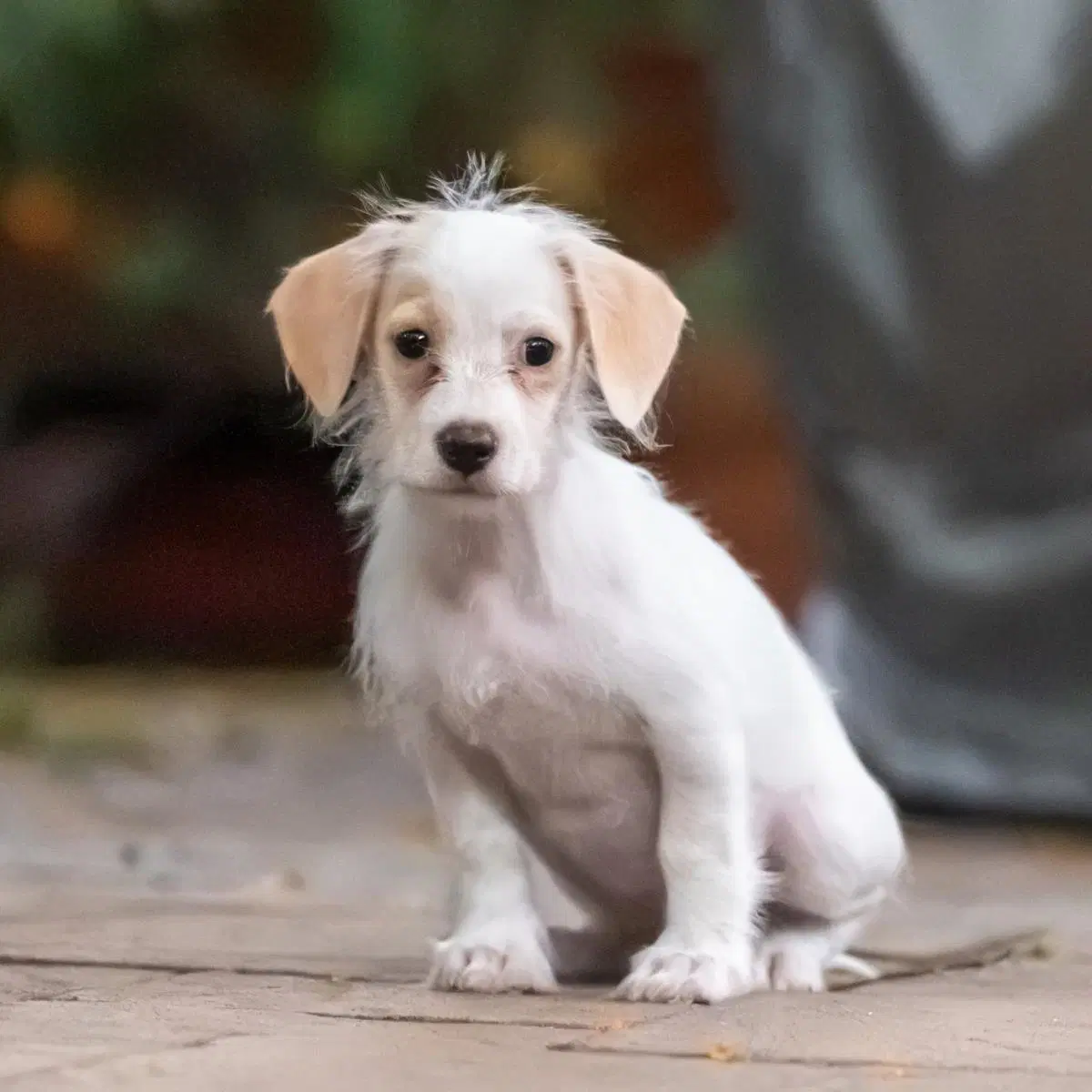 Noodle Pup - Penne - Wirehaired Fox Terrier