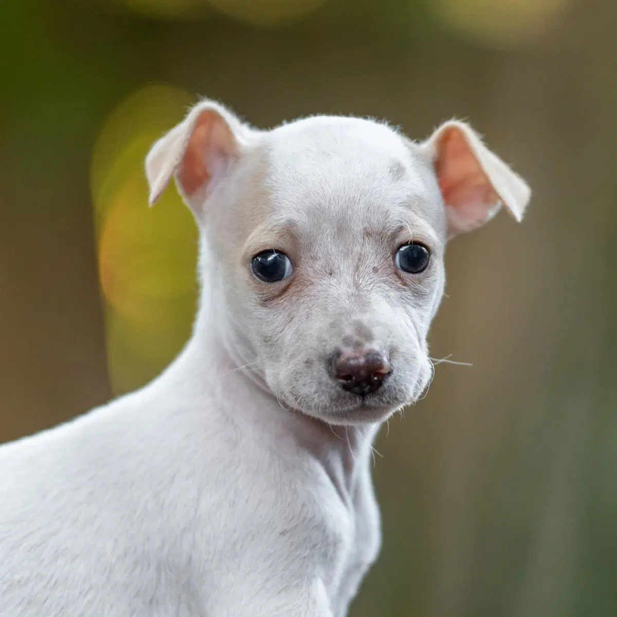 Noodle Pup - Fusilli - Wirehaired Fox Terrier