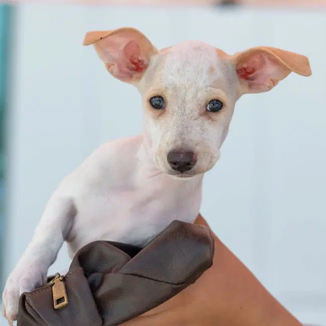 Noodle Pup - Fusilli - Wirehaired Fox Terrier