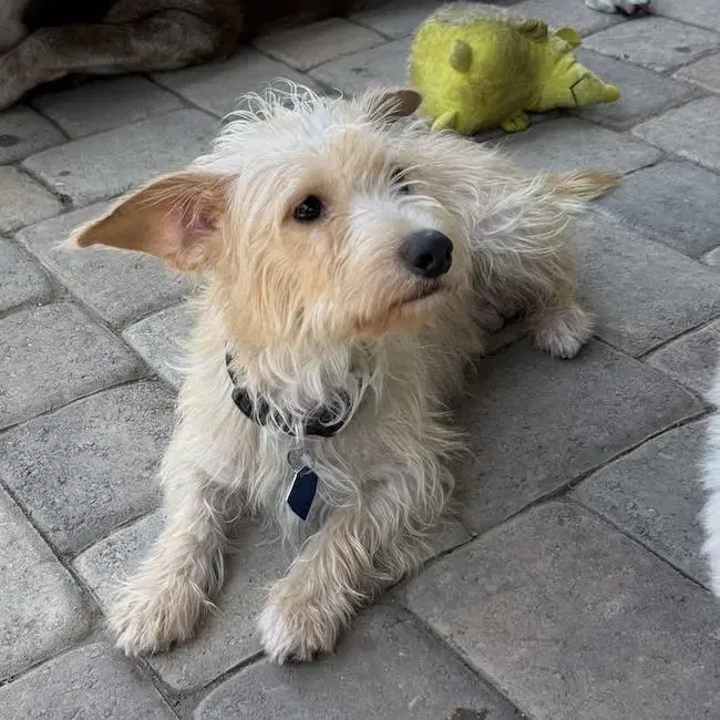 Noodle - Wirehaired Fox Terrier