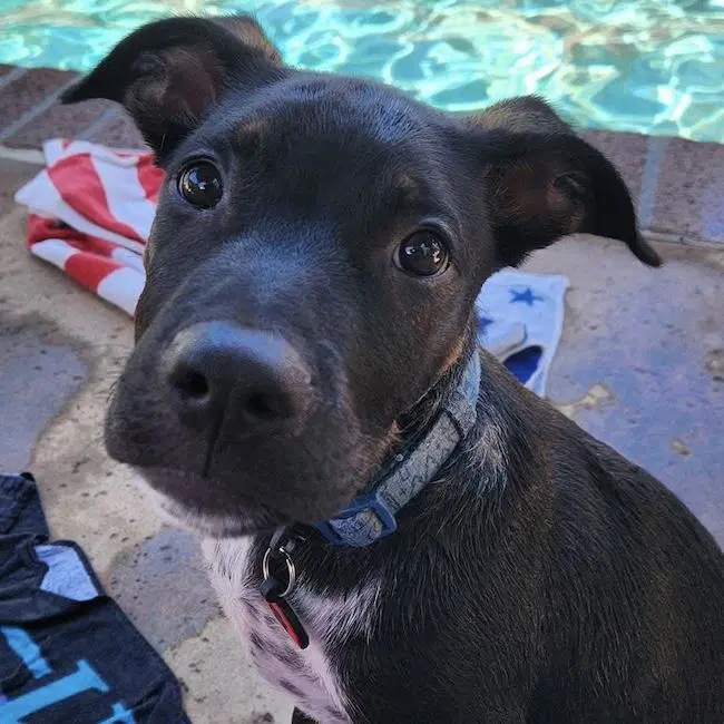 Paw Patrol Pup - Rubble - Pit Bull Terrier