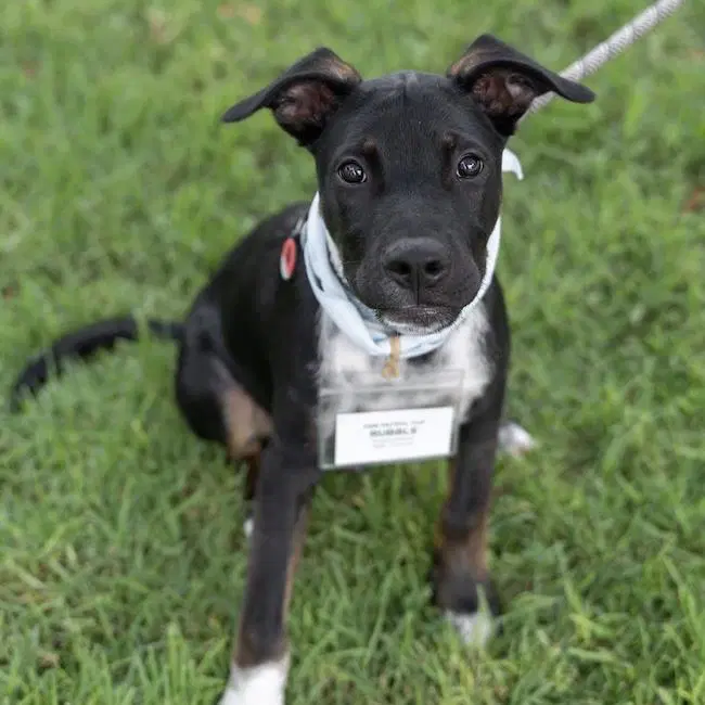 Paw Patrol Pup - Rubble - Pit Bull Terrier