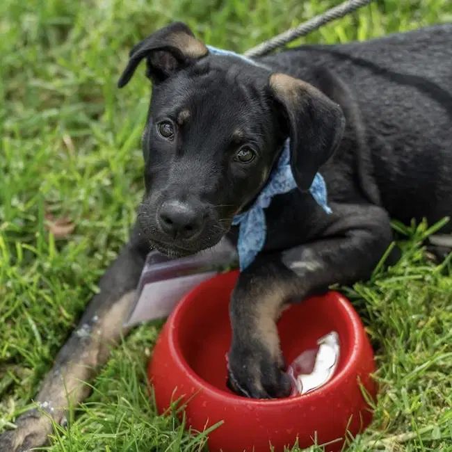 Paw Patrol Pup - Ryder - Shepherd