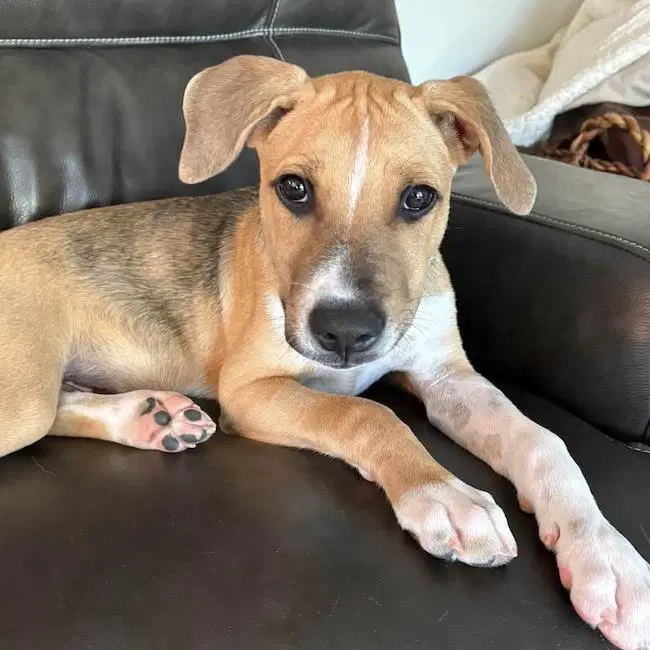 Paw Patrol Pup - Sky - Shepherd, Pit Bull Terrier, Lab