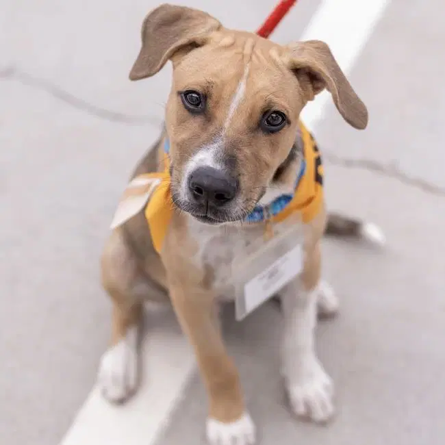 Paw Patrol Pup - Sky - Shepherd, Pit Bull Terrier, Lab