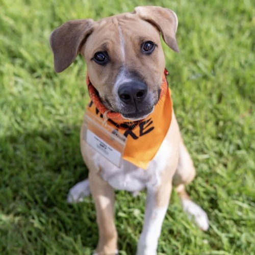 Paw Patrol Pup - Sky, Shepherd / Terrier / Mixed