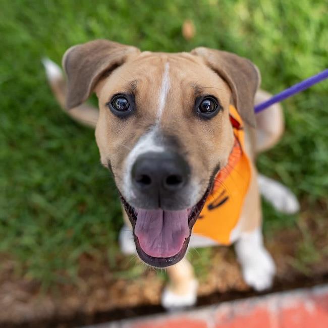 Paw Patrol Pup - Sky