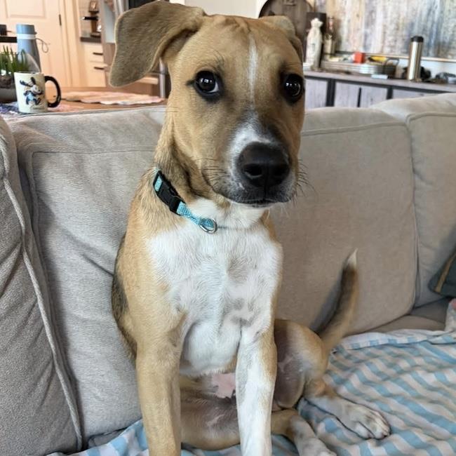 Paw Patrol Pup - Sky, photo 2