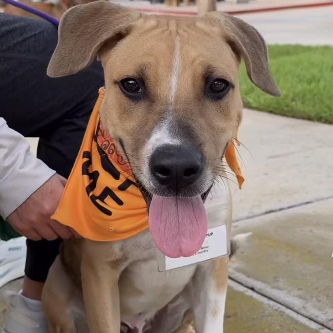 Paw Patrol Pup - Sky, photo 3