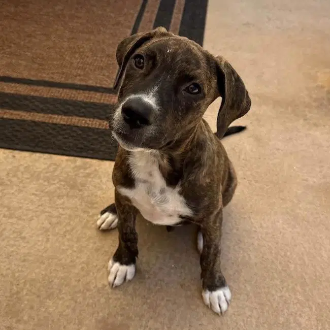 Paw Patrol Pup - Marshall - Pit Bull Terrier