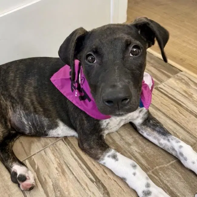 Paw Patrol Pup - Liberty - Shepherd, Pit Bull Terrier