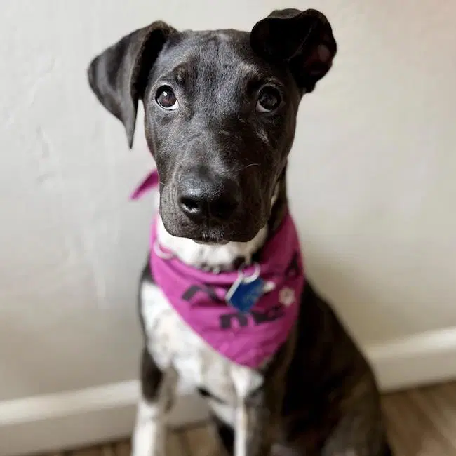 Paw Patrol Pup - Liberty - Shepherd, Pit Bull Terrier