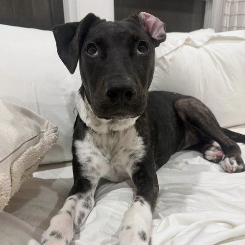Paw Patrol Pup - Liberty, Shepherd / Terrier / Mixed