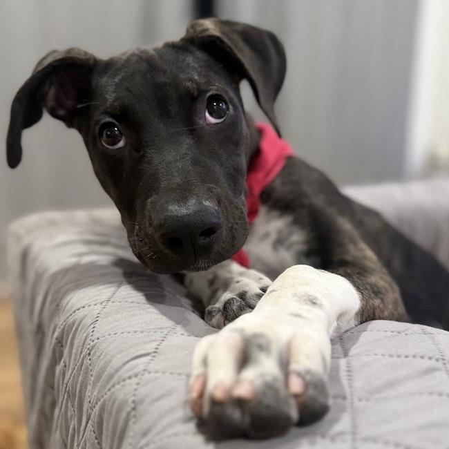 Paw Patrol Pup - Liberty, photo 3