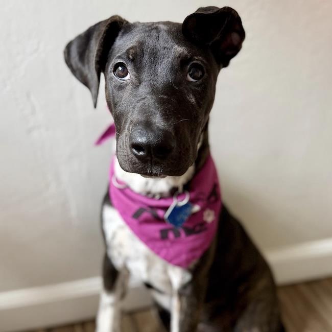 Paw Patrol Pup - Liberty, photo 4