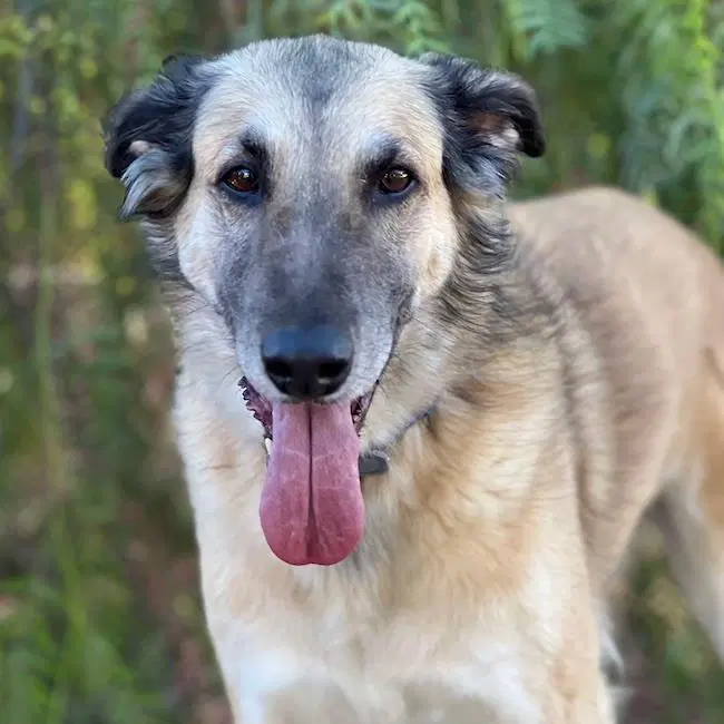 Baxter Boy - Shepherd