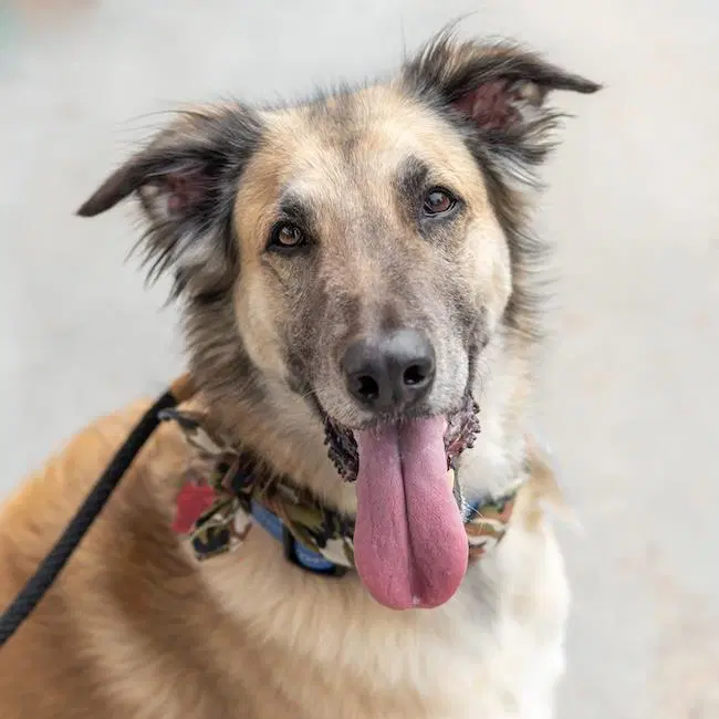 Baxter Boy - Shepherd