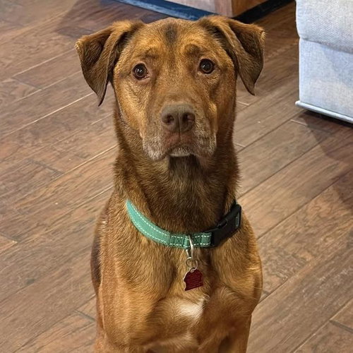 Bubbas, Shepherd / Mixed