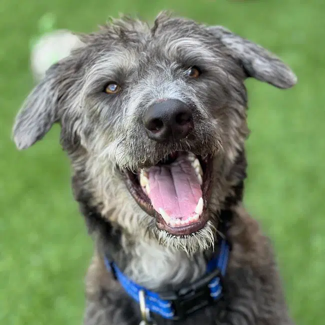 Charger - Sheepadoodle