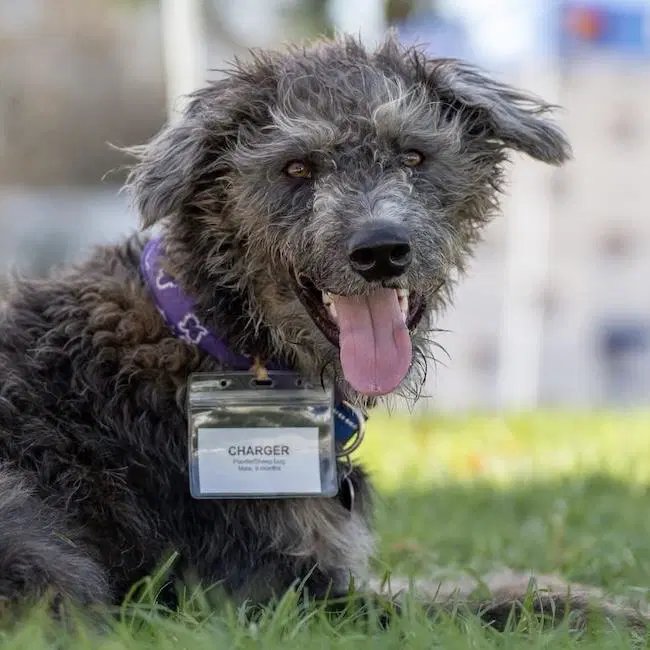 Charger - Sheepadoodle