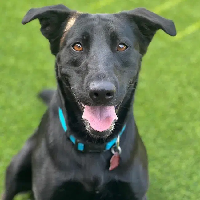 Raven - Labrador Retriever
