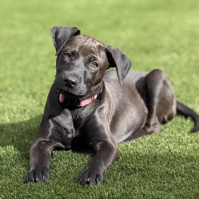 Josey - Labrador Retriever