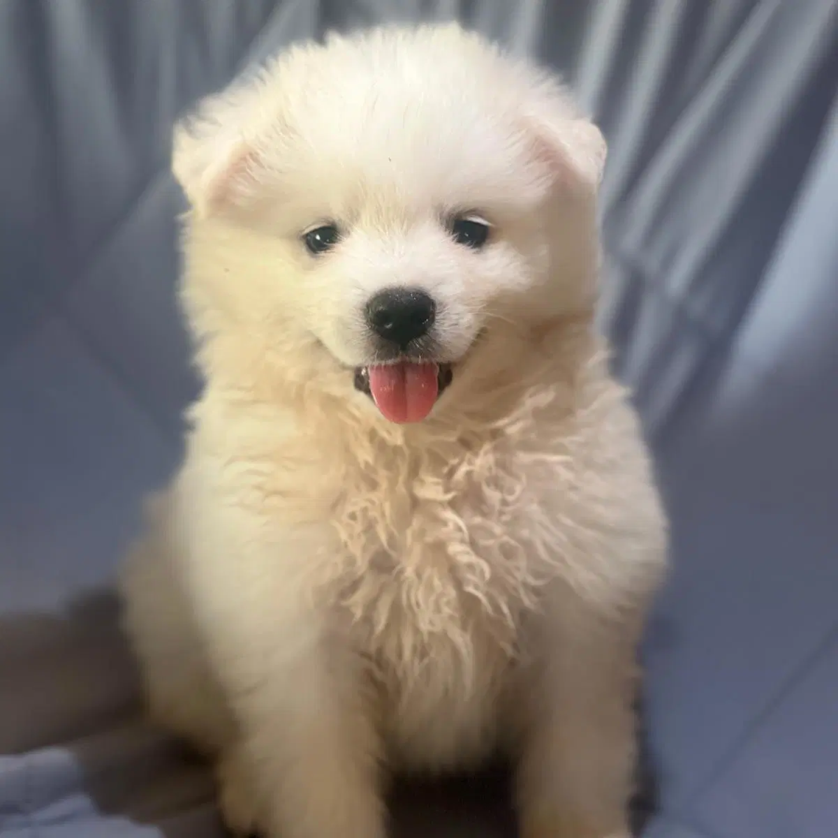 Vanna White Pup - Pat - American Eskimo Dog