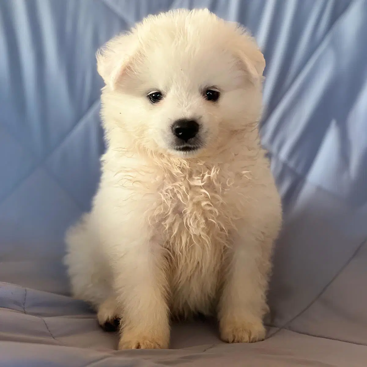 Vanna White Pup - Pat image 2