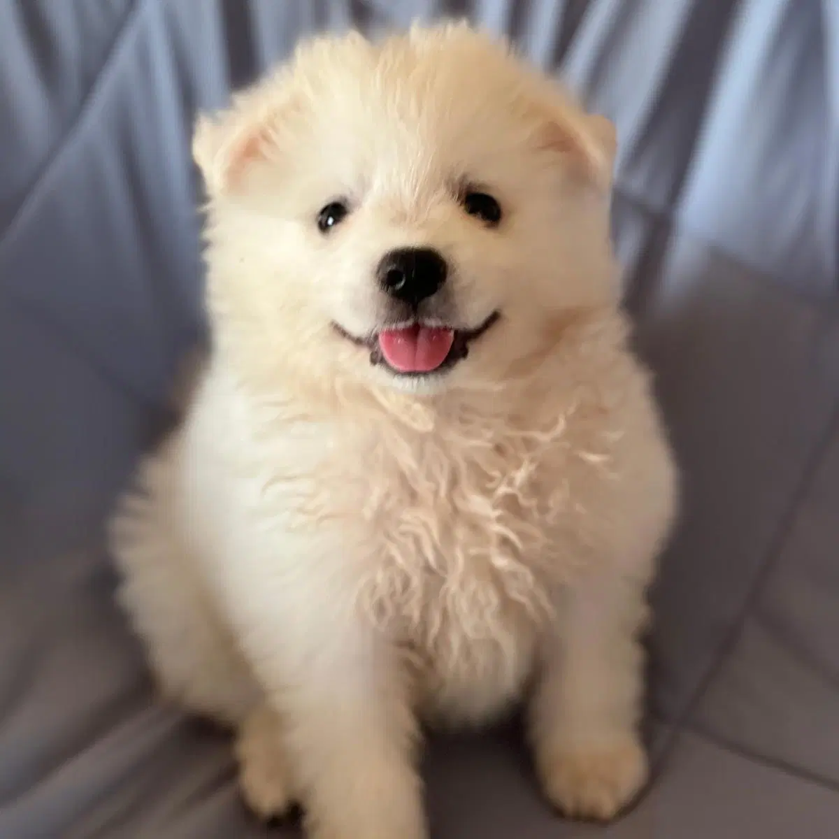 Vanna White Pup - Pat image 3