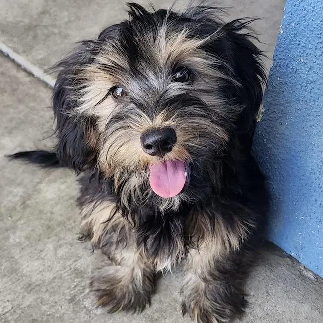 Wink - Schnauzer