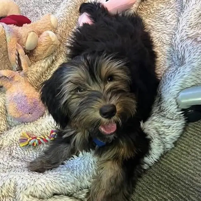 Wink image 4