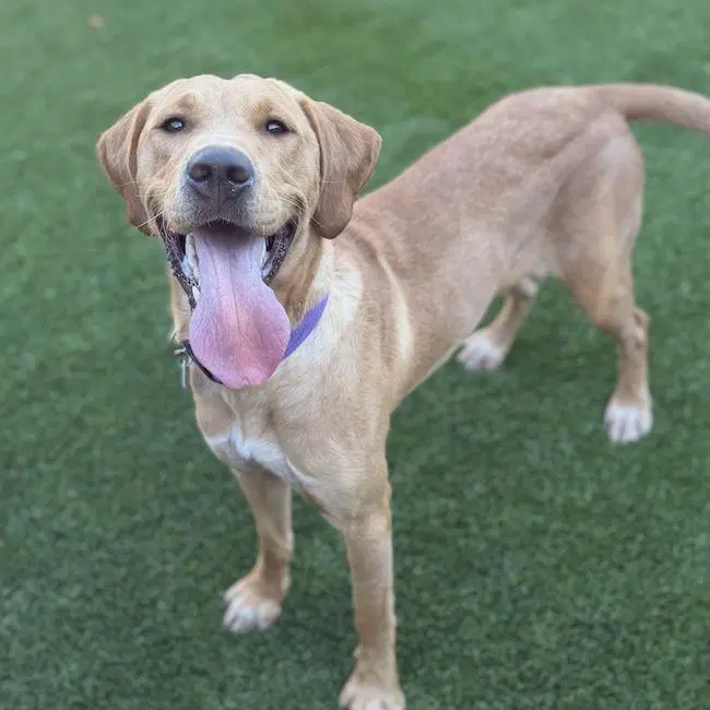 Hazy - Labrador Retriever