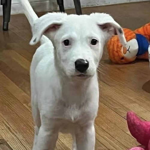 picture of the dog needing adoption