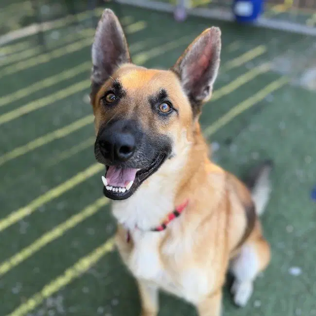 Rondo - Shepherd