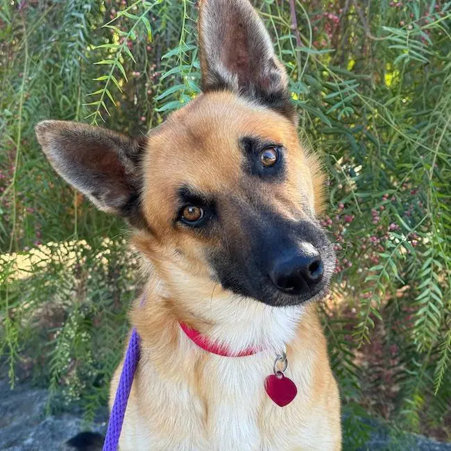 Rondo - Shepherd