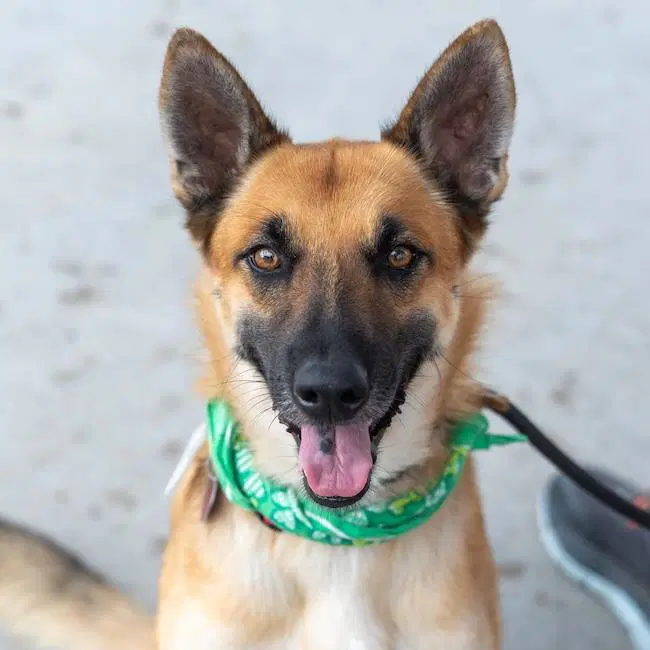 Rondo - Shepherd