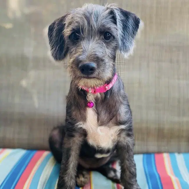 Surf Pup - Swell - Spaniel, Dachshund and Chihuahua mix