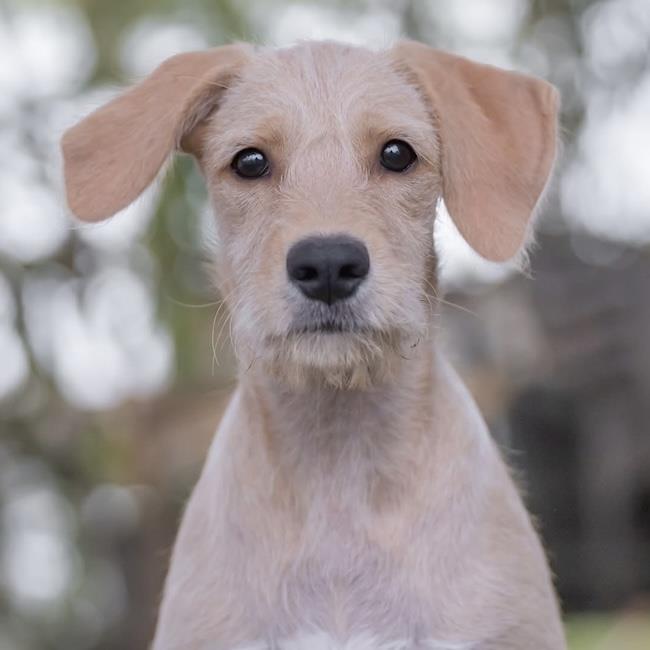 Surf Pup - Glassy, photo 4