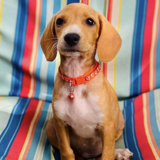 Surf Pup - Curl