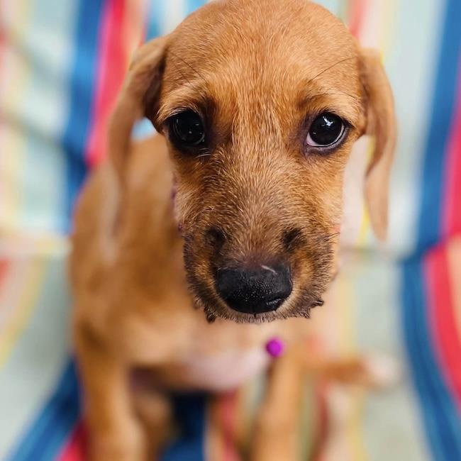 Surf Pup - Choppy