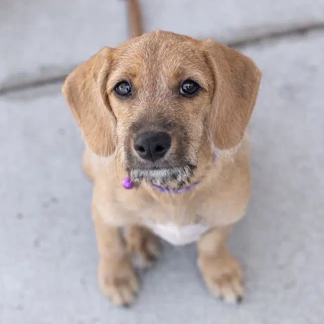 Surf Pup - Choppy - Spaniel, Dachshund and Chihuahua mix