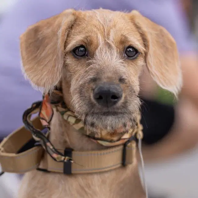 Surf Pup - Choppy - Spaniel, Dachshund and Chihuahua mix