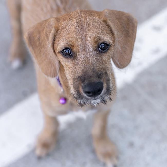 Surf Pup - Choppy - Adopted!, photo 2
