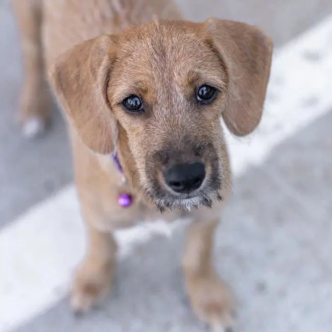 Surf Pup - Choppy image 2
