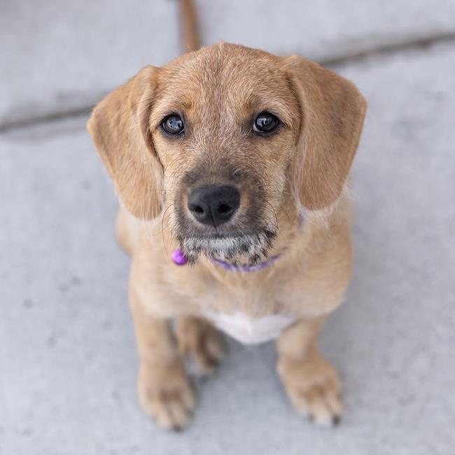 Surf Pup - Choppy - Adopted!, photo 3