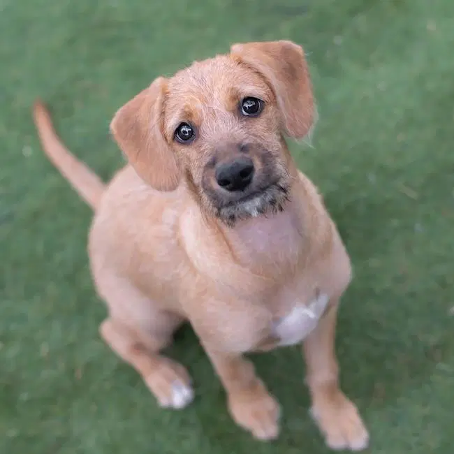 Surf Pup - Choppy image 4