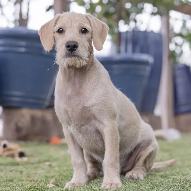 Surf Pup - Fin image 4