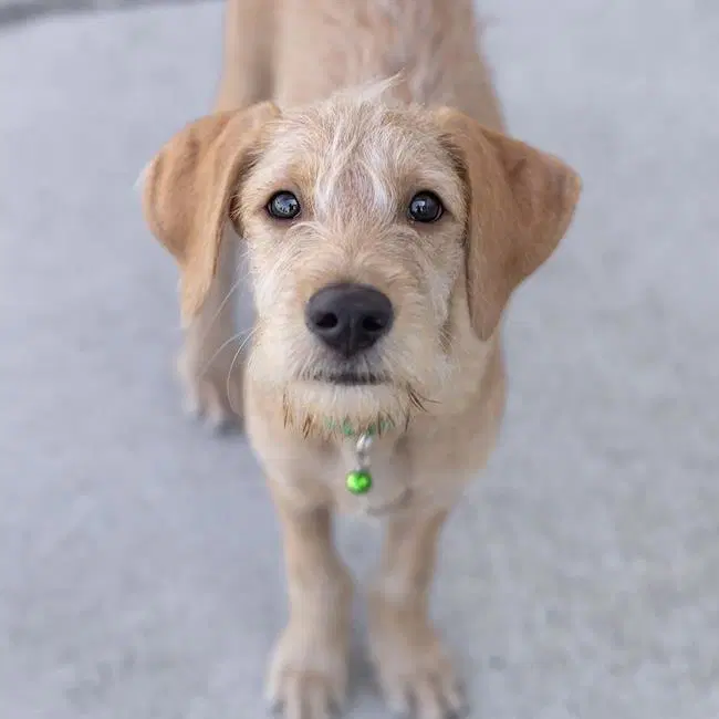 Surf Pup - Barrel - Spaniel