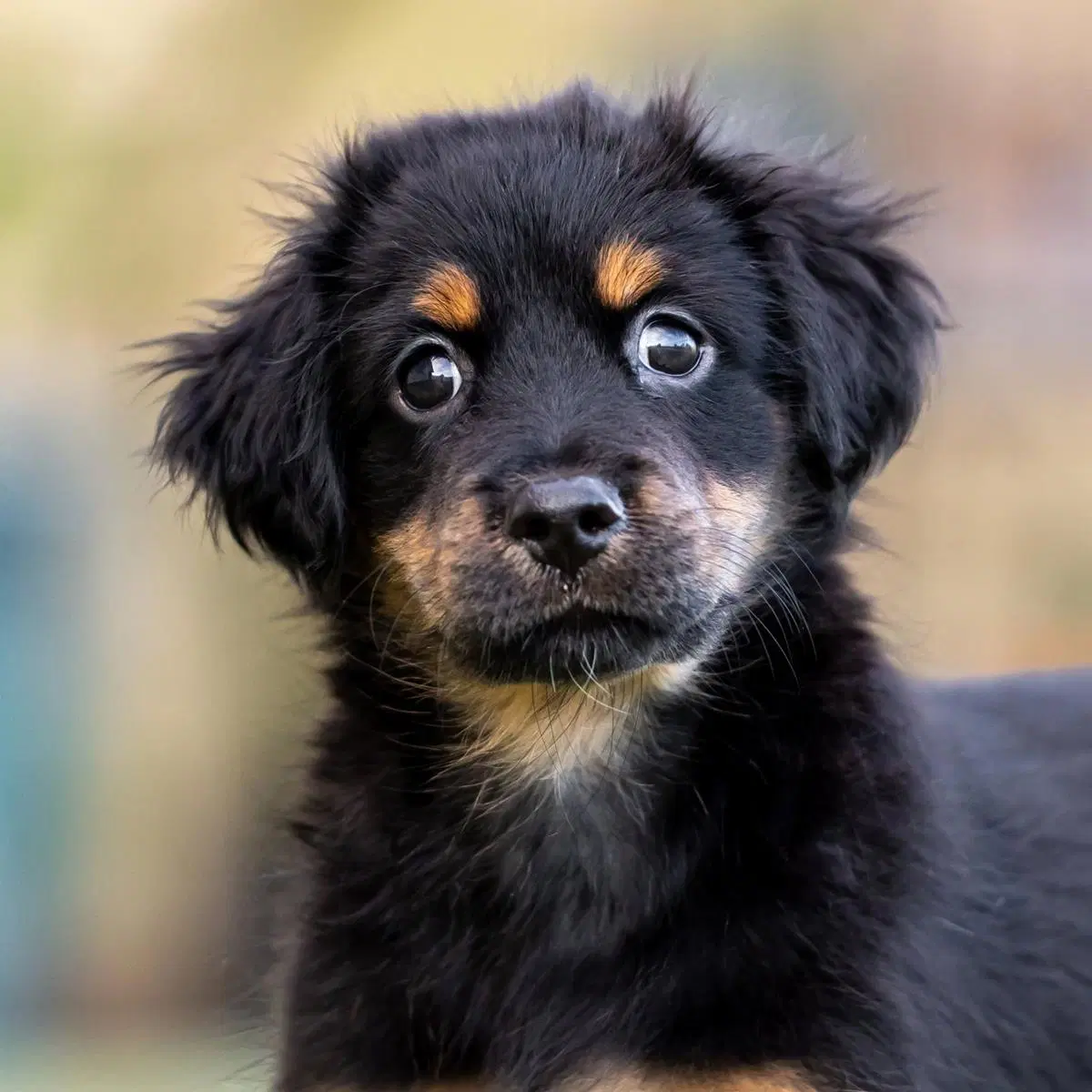 Dancer Pup - Limbo - Shepherd, Lab and Terrier